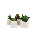 Succulents in Square Pot asst'd 4"